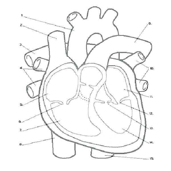 600x600 Human Heart Coloring Pages Human Heart Coloring Pages Heart