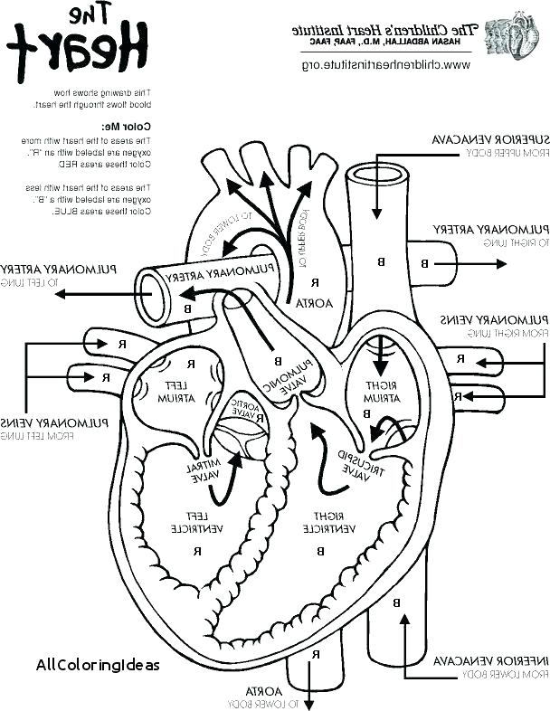 608x786 Heart Anatomy Coloring Pages