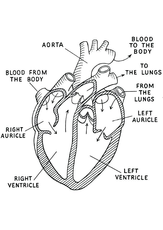 620x875 Anatomical Heart Outline Human Anatomical Heart Outline Tattoo