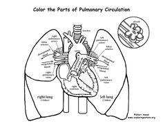 236x182 Anatomy Human Skeleton Coloring, Human Heart Coloring, Pulmonary