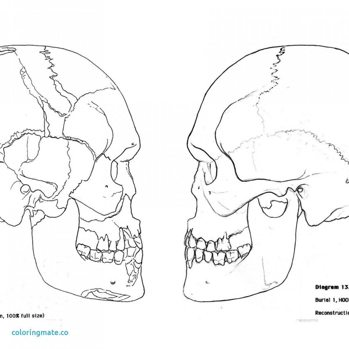 1200x1200 Anatomy And Physiology Coloring Pages Free New