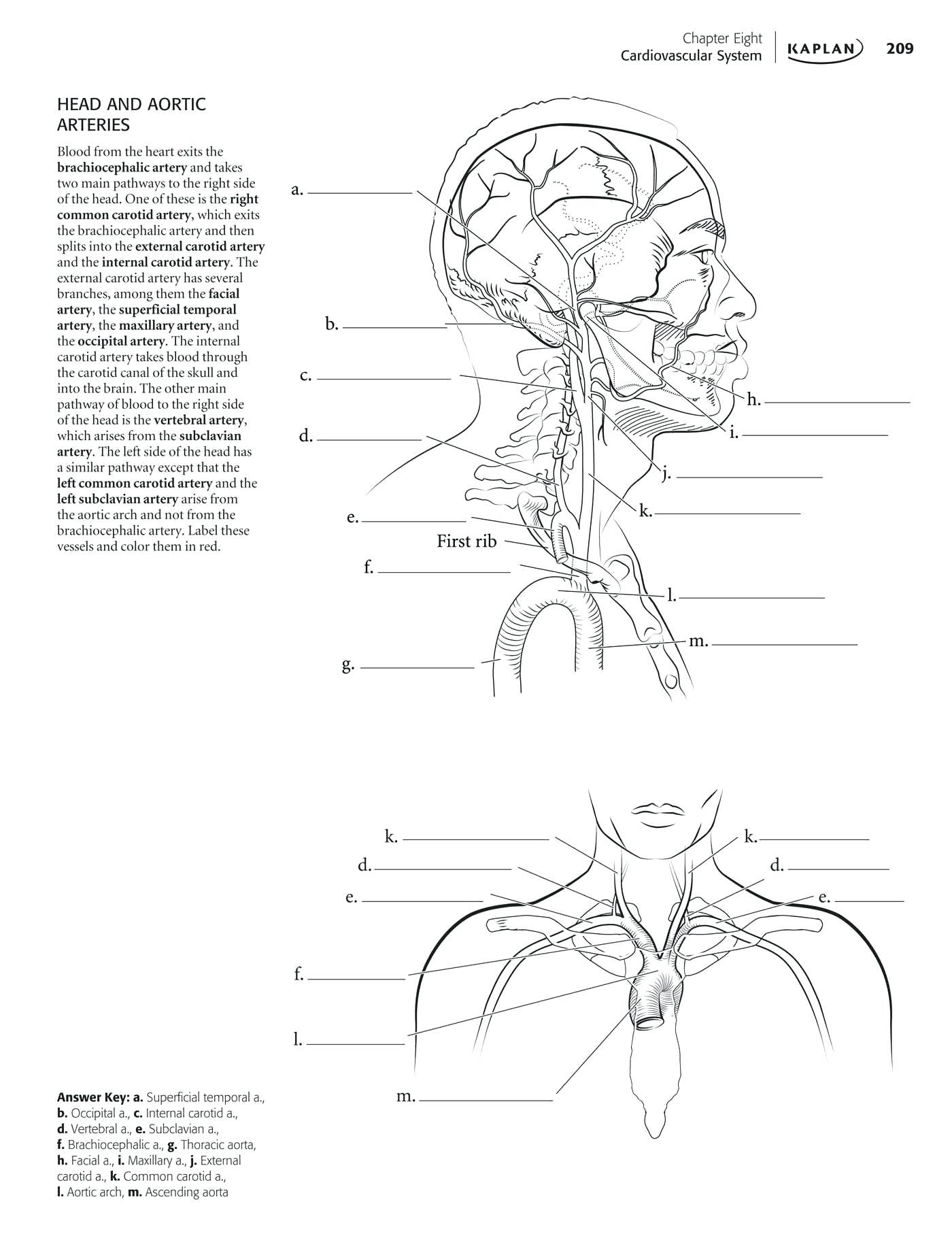 1400x1820 Anatomy And Physiology Coloring Workbook Page 78 Color Bros