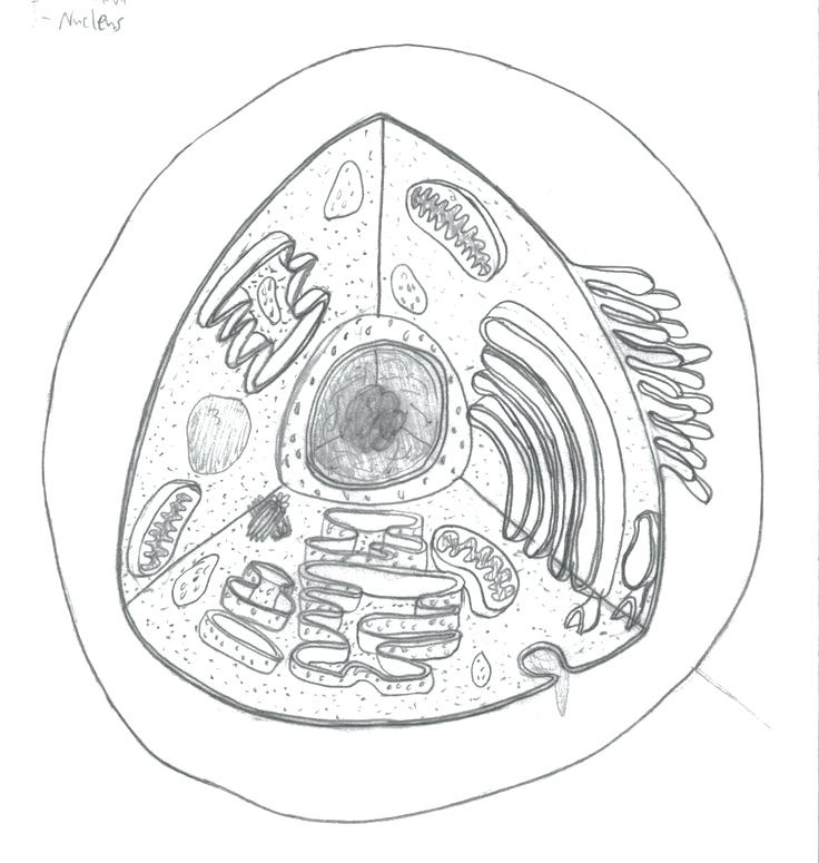 736x775 Amusing Human Cell Coloring Page Anatomy And Physiology Coloring