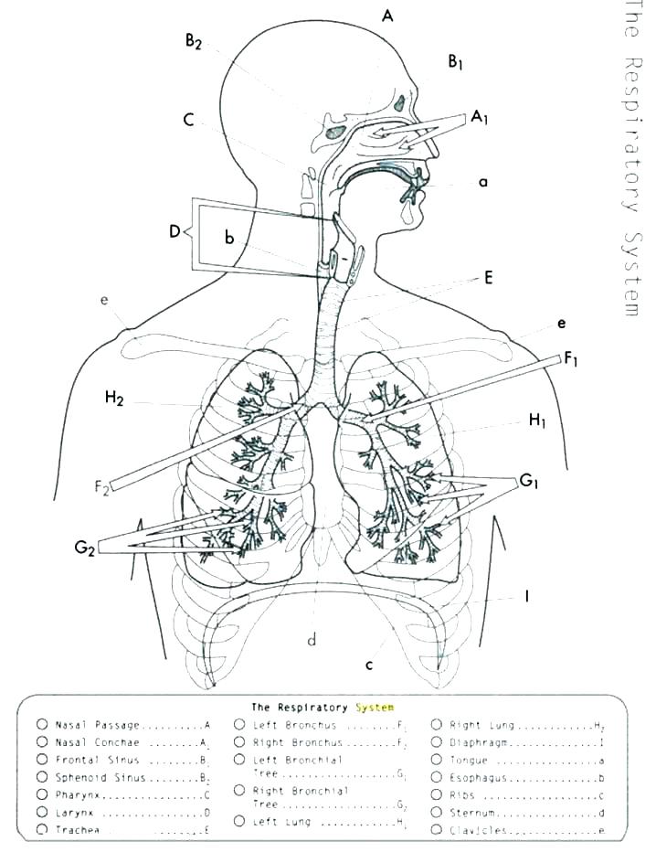 718x932 Anatomy Physiology Coloring Workbook Page 66 Respiratory System