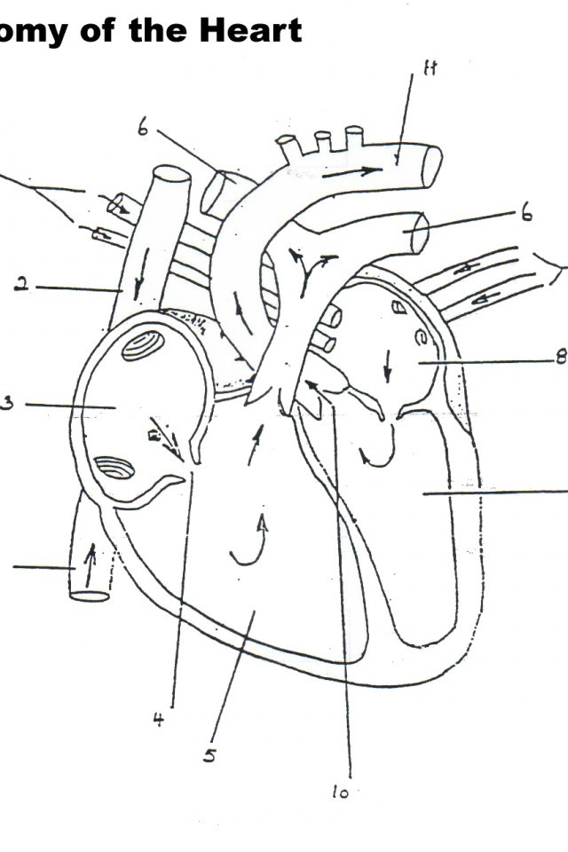 640x960 Free Anatomy Physiology Coloring Pages Body Systems Kids