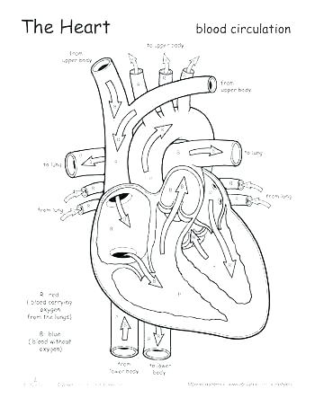 350x453 Anatomy And Physiology Coloring Books Anatomy And Physiology