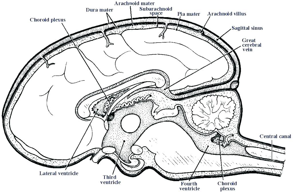 1024x671 Lovely Tomy And Physiology Coloring Pages Online Book Brain Lovely