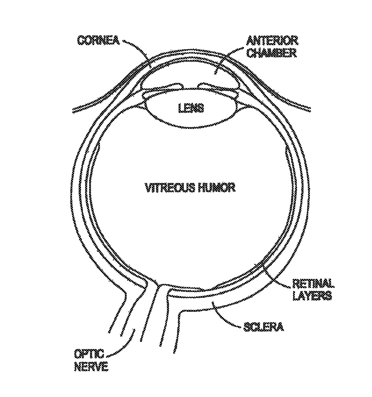 1281x1365 Anatomy And Physiology Coloring Pages Free