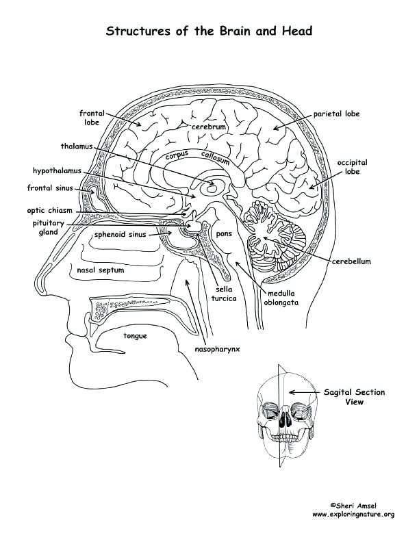 612x792 Anatomy And Physiology Coloring Pages Free Anatomy Physiology