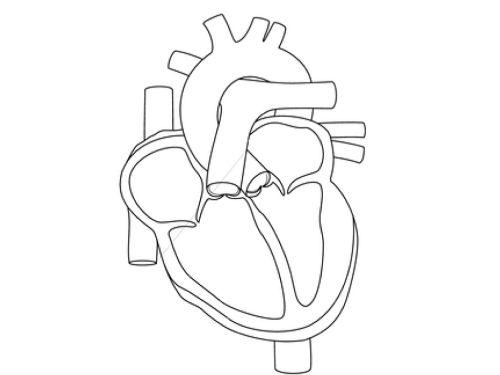Anatomy And Physiology Coloring Pages Free