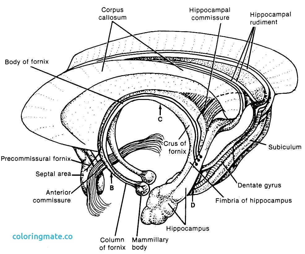 986x821 Anatomy And Physiology Coloring Pages Free Awesome Head Anatomy