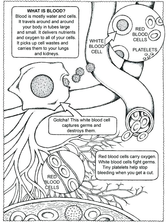 582x770 Free Anatomy Coloring Pages Free Printable Human Anatomy Coloring