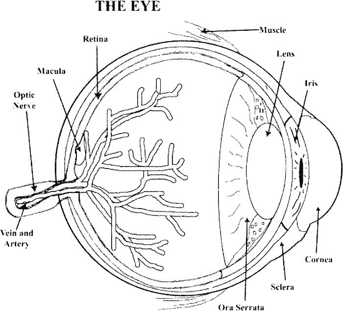 700x635 Free Printable Anatomy Coloring Pages Anatomy And Physiology