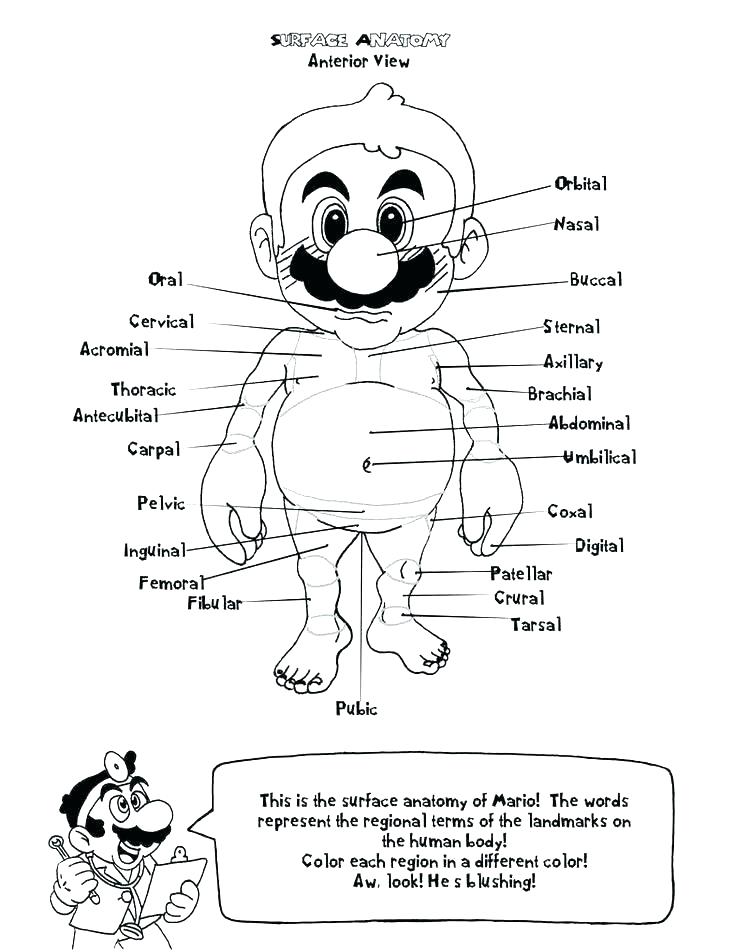 736x952 Free Printable Anatomy Coloring Pages Free Anatomy Coloring Book
