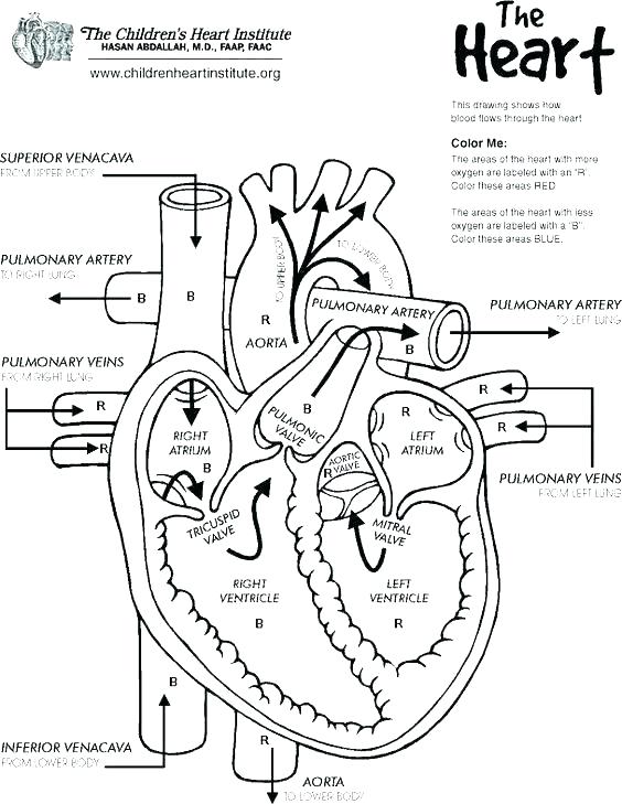 564x729 Human Anatomy Coloring Pages Free Anatomy Coloring Pages Image