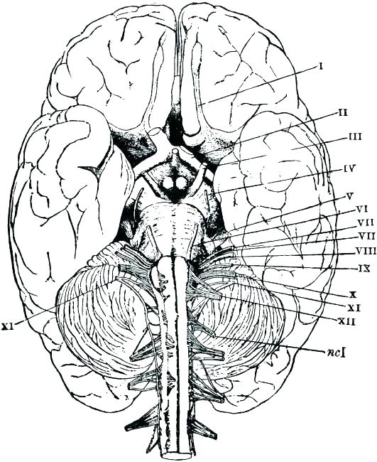 531x650 Human Anatomy Coloring Pages Human Anatomy Coloring Pages Anatomy