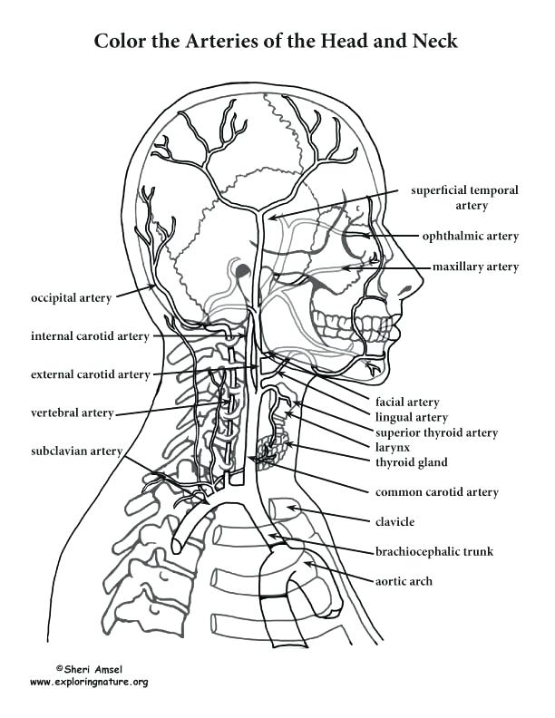 612x792 Anatomy Coloring Sheets