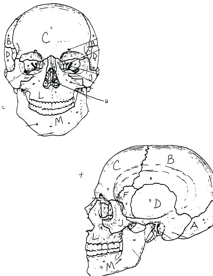 728x942 Human Anatomy Coloring Pages