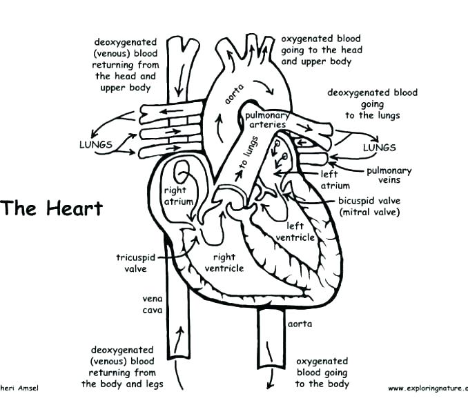 678x600 Anatomy And Physiology Coloring Pages Free Book Fresh On Answer
