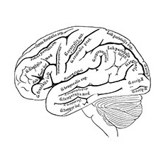 230x230 Top 10 Anatomy Coloring Pages For Your Toddler