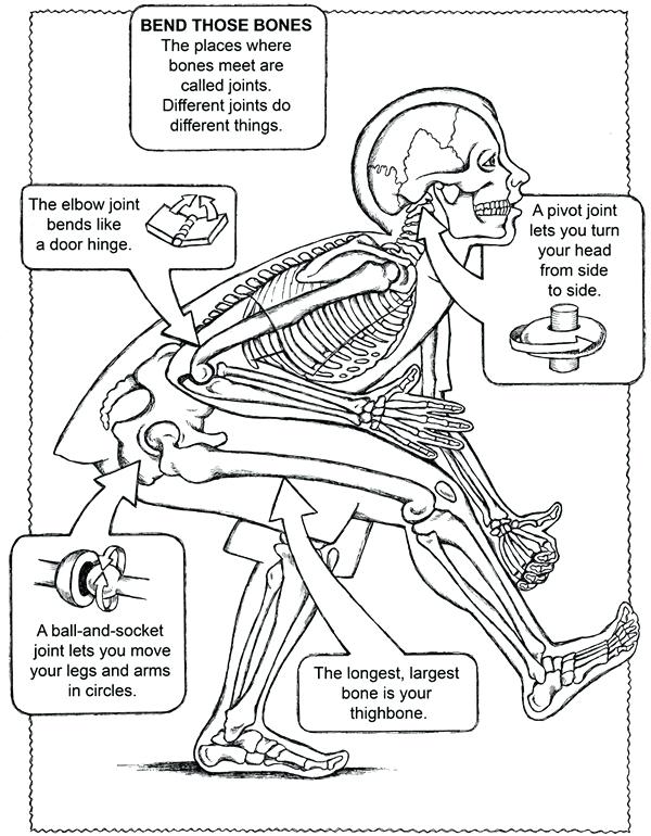 600x770 Human Anatomy Coloring Book Pdf