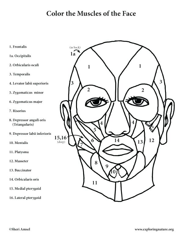 612x792 Anatomy Muscle Coloring Pages Free Printable Anatomy Colouring