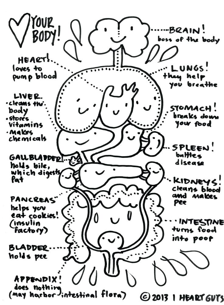 736x1002 Coloring Pages. Anatomy Coloring Book For Kids