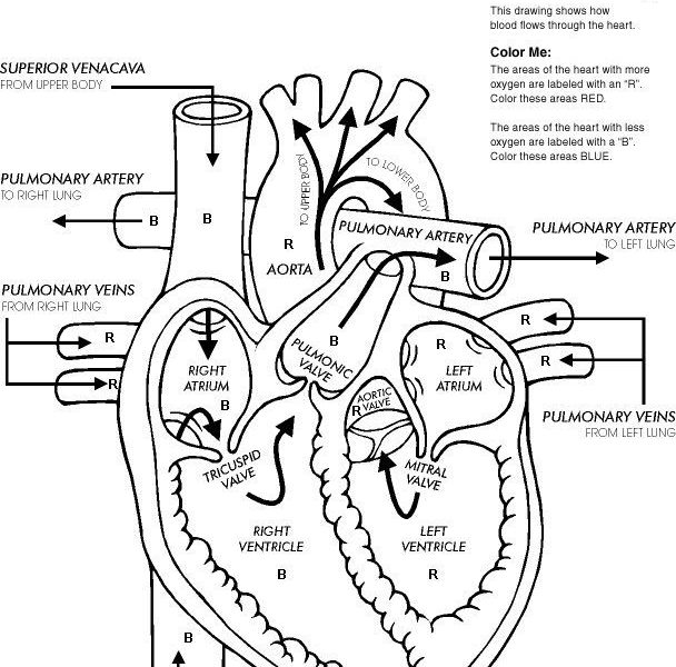 608x600 Free Printable Anatomy Coloring Pages Coloring Page