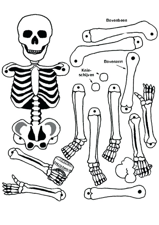 618x874 Free Printable Human Anatomy Coloring Pages Anatomy Coloring Book