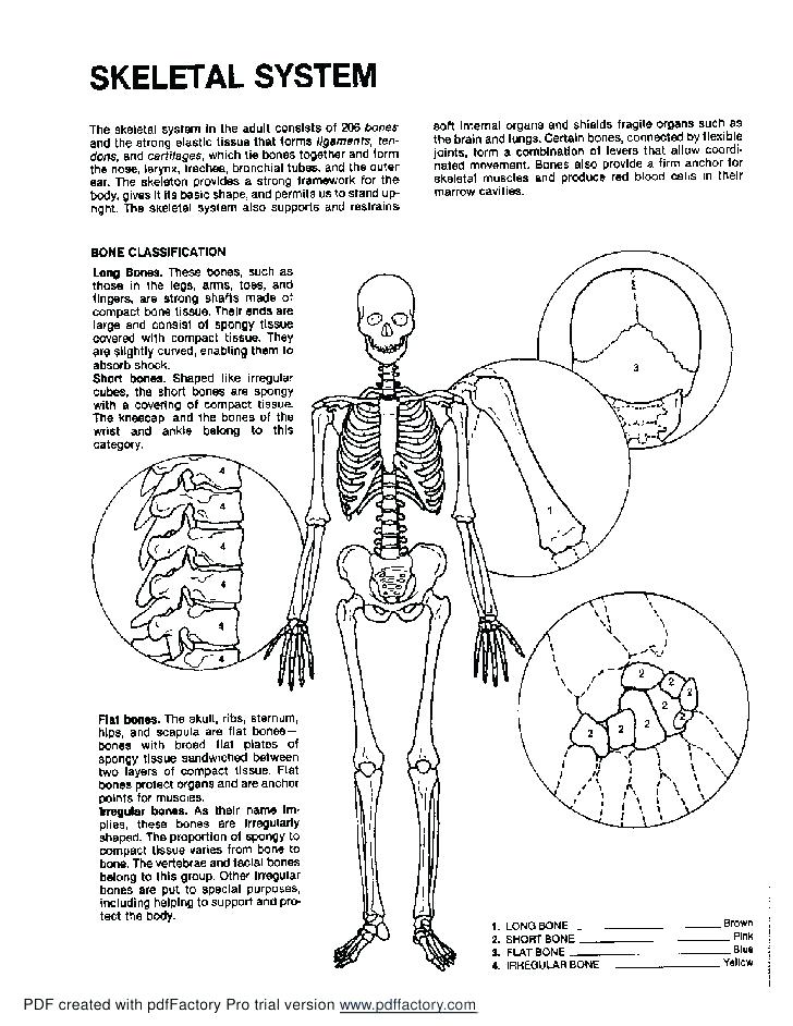 728x942 Muscle Coloring Pages Anatomy Muscle Coloring Pages Coloring Pages