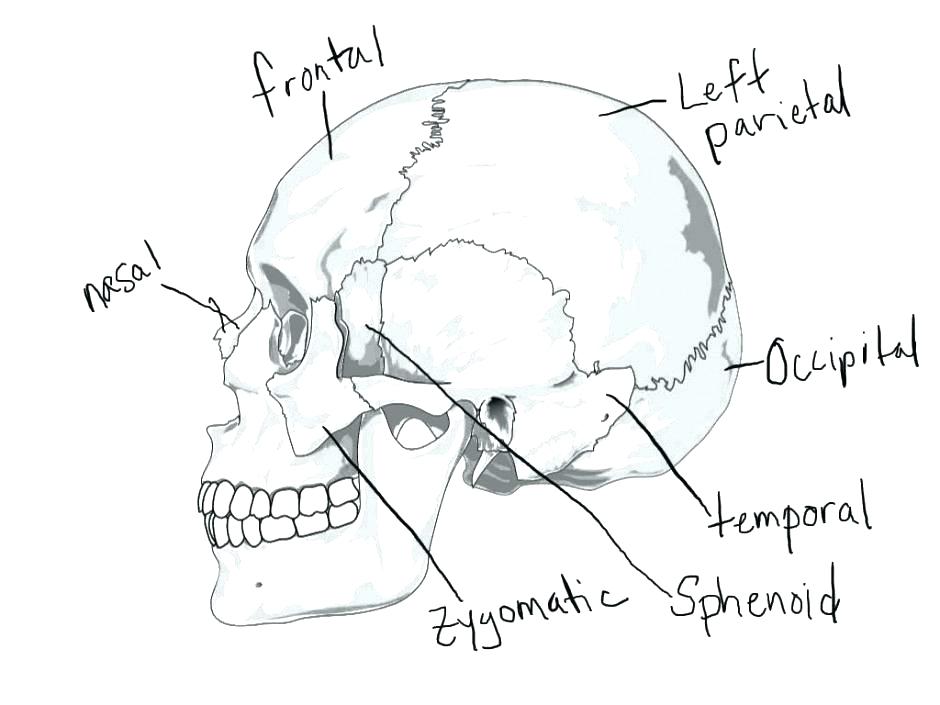 940x705 Skull Coloring Pages Anatomy Human Anatomy Coloring Pages Heart