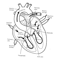 230x230 Top 10 Anatomy Coloring Pages For Your Toddler