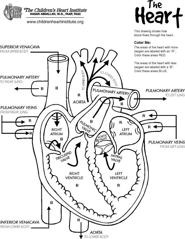 608x786 Free Printable Human Anatomy Coloring Pages 2 Free Coloring