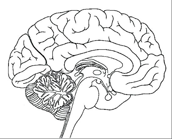 550x443 Brain Anatomy Coloring Sheets Image Result For Free Human Anatomy