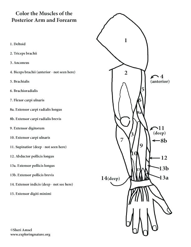 612x792 Anatomy Muscle Coloring Pages Muscles Arm Posterior At Muscle