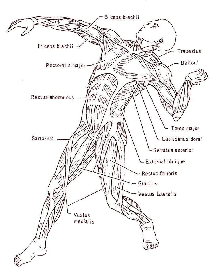 736x935 Human Muscle Coloring Anatomy Muscle Coloring Pages Muscle