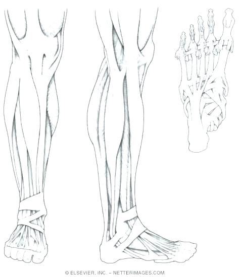 475x550 Muscle Coloring Pages Muscle Coloring Book Also Muscle Anatomy