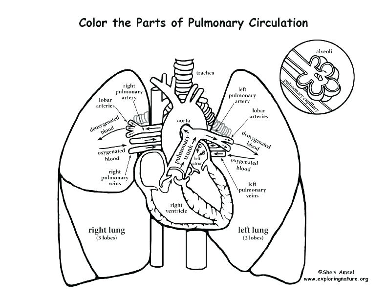 792x612 Muscular System Coloring Pages