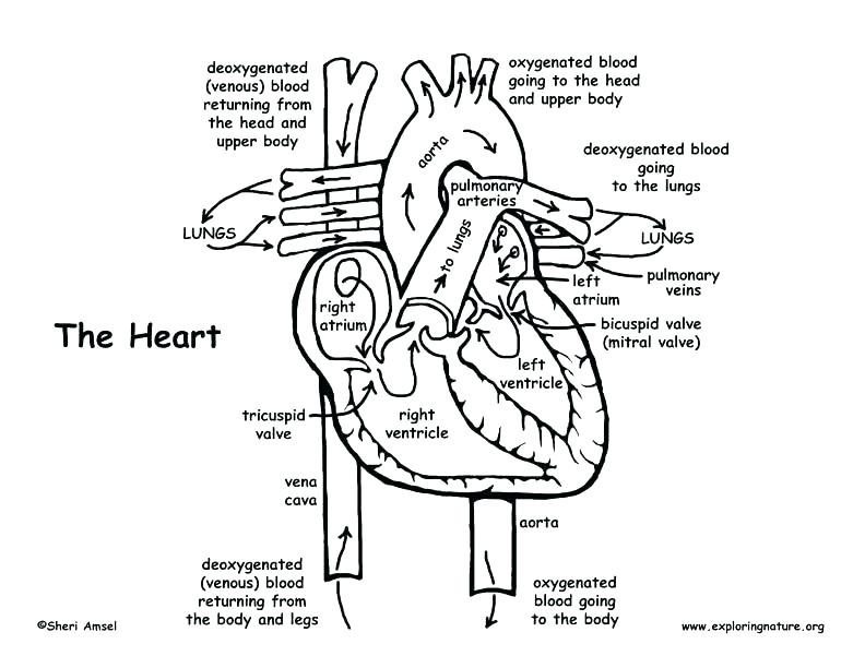 792x612 Anatomy Coloring Pages Muscles