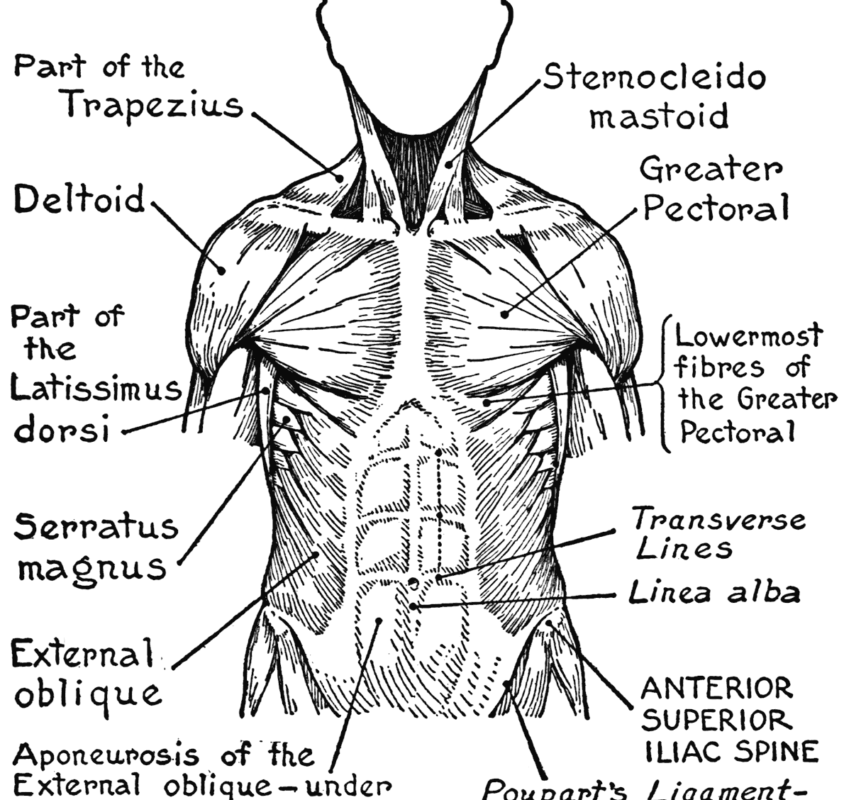 844x800 Anatomy Coloringok Muscles Great Pages Free Printable Ana Elegant