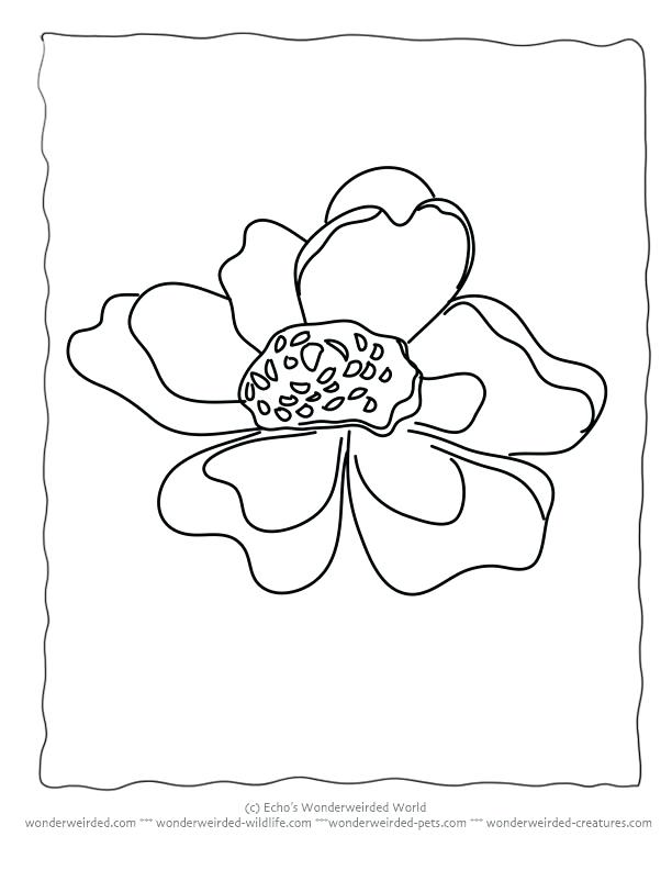 612x792 Sea Anemone Coloring Page Sea Anemone Coloring Pages Coloring