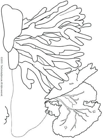 360x480 Sea Anemone Coloring Page Sea Life Coloring Prehistoric Sea