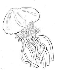 236x298 Sea Anemone Coloring Pages Barrier Reef Anemonefish Coloring
