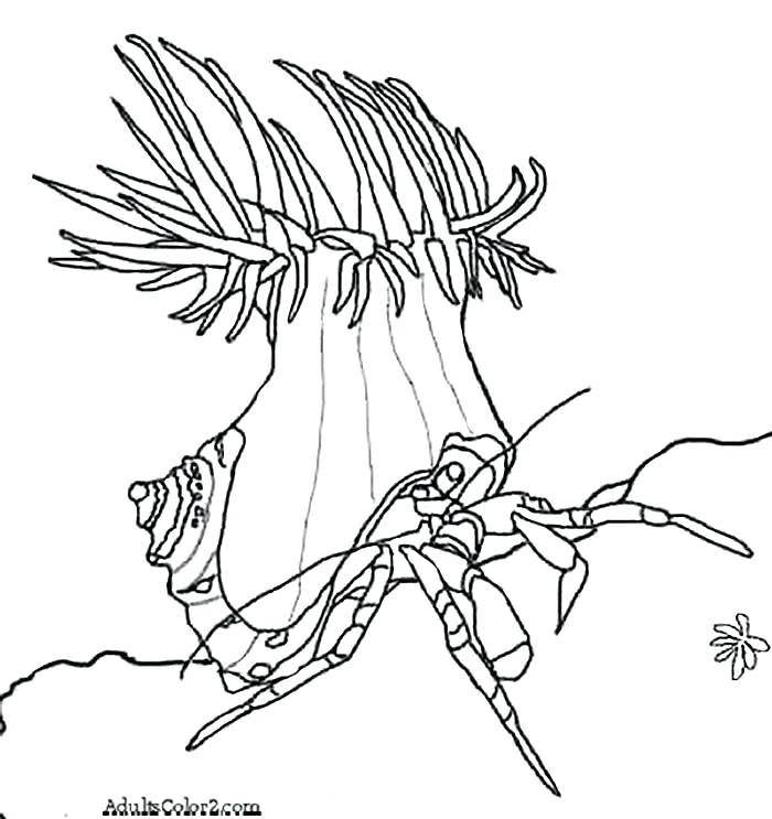 700x743 Sea Anemone Colouring Page Coloring Pages Under The Colorful Coral