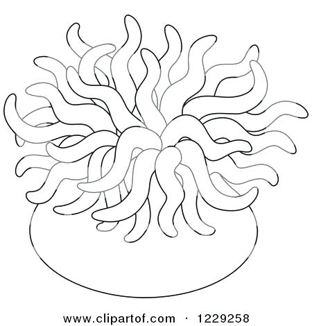 450x470 Sea Urchin Coloring Page Sea Anemone Coloring Page Preview Anemone