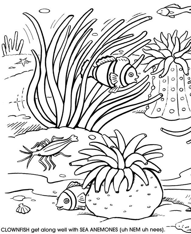 628x770 Under The Sea Coloring Pages Free