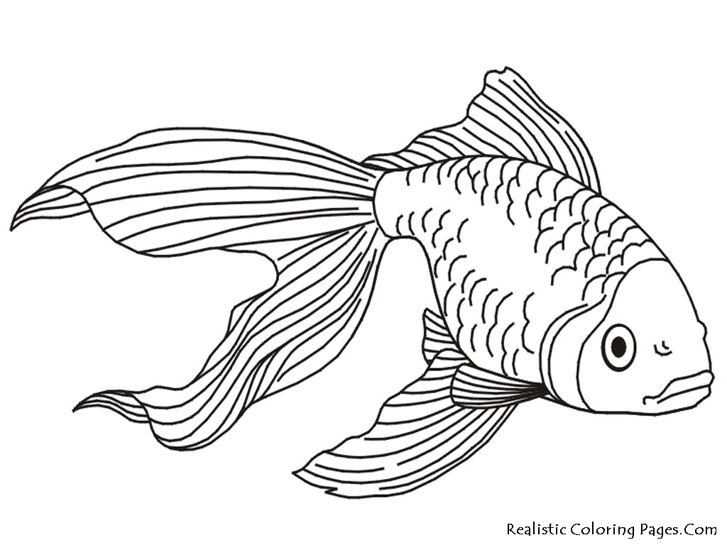 1024x768 Coloring Sea Anemone Coloring Page
