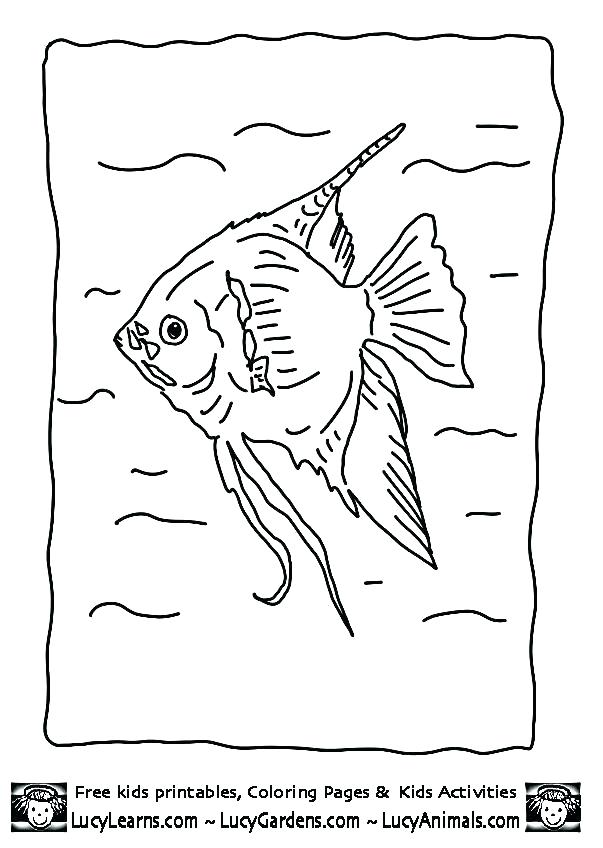 603x848 Angel Fish Coloring Page Angelfish Coloring Page Angel Fish
