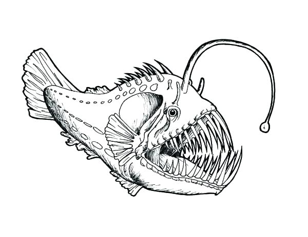 600x463 Coloring Fish Pages Fish Coloring Sheet Coloring Pages Rainbow