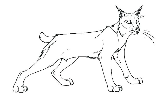 600x367 Bobcat Coloring Pictures Bobcat Coloring Pictures Bear Coloring
